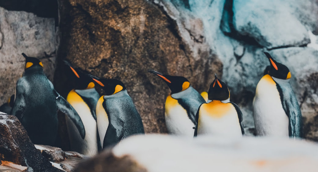 Flock of penguins at Calgary Zoo. Photo by Andy Holmes on Unsplash
