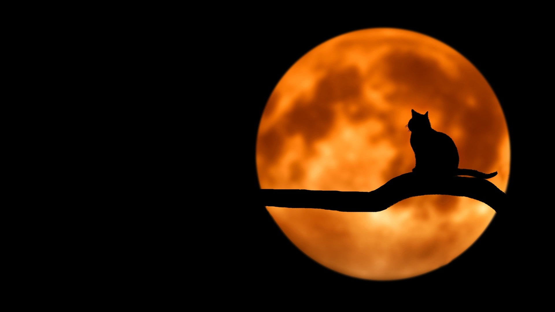 Cat shadow against the moon. Photo credit Pixabay, Pexels